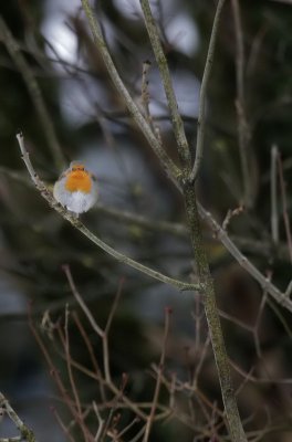 Rotkehlchen / European Robin