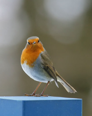 Rotkehlchen / European Robin