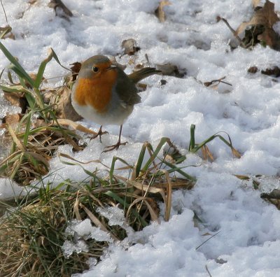 Rotkehlchen / European Robin