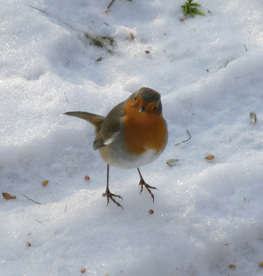 Rotkehlchen / European Robin