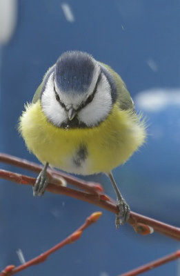 Blaumeisen / Blue Tit