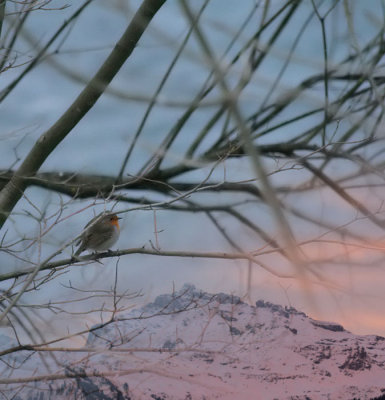 Rotkehlchen / European Robin