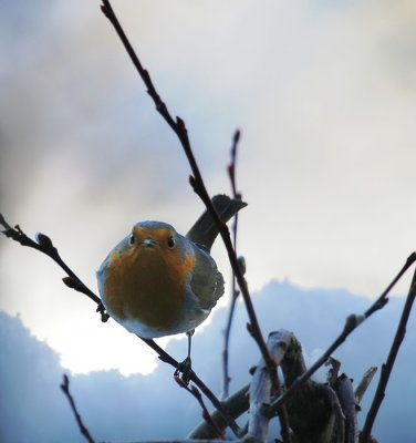 Rotkehlchen / European Robin