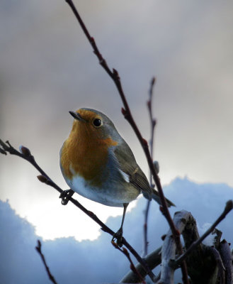 Rotkehlchen / European Robin