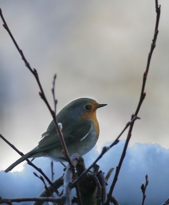 Rotkehlchen / European Robin