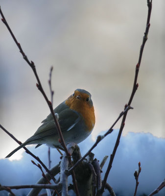 Rotkehlchen / European Robin