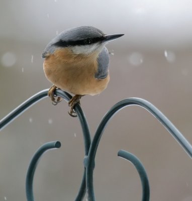 Kleiber / Eurasian Nuthatch