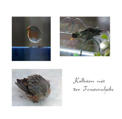 Alpenbraunelle - Kollision mit der Fensterscheibe