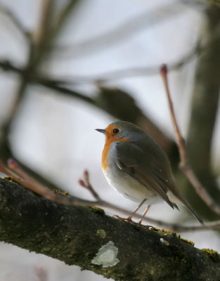 Rotkehlchen / European Robin