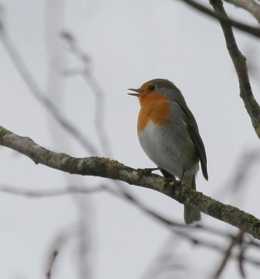 Rotkehlchen / European Robin