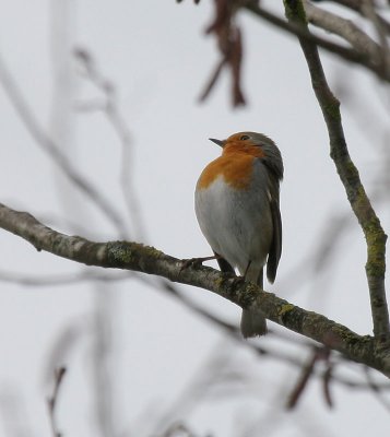 Rotkehlchen / European Robin