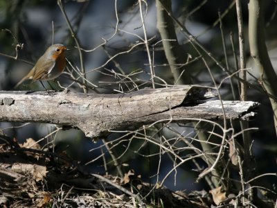 Rotkehlchen / European Robin