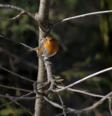 Rotkehlchen / European Robin