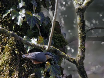 Kleiber / Eurasian Nuthatch