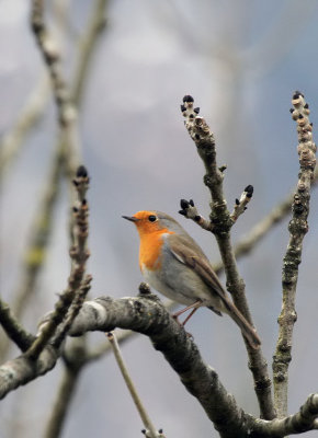 Rotkehlchen / European Robin