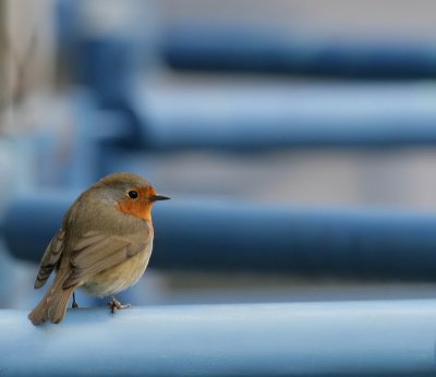 Rotkehlchen / European Robin
