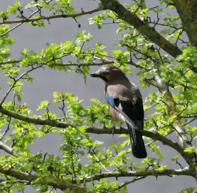  Eichelhher / Eurasian Jay