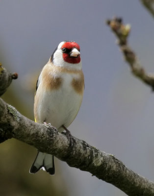Distelfink / European Goldfinch