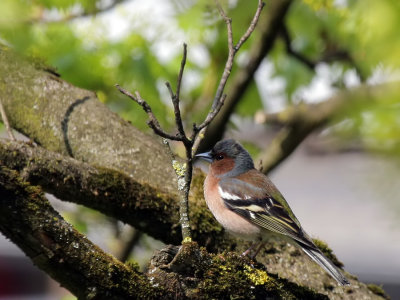 Buchfinken / Common Chaffinch