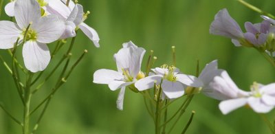 Blumenwiese