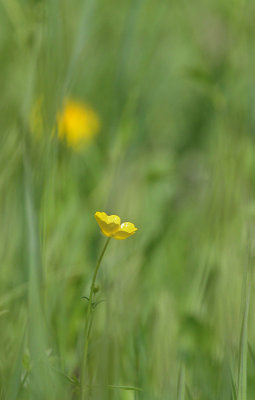 Blumenwiese