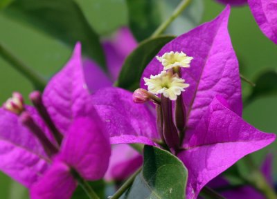 Bougainvillea