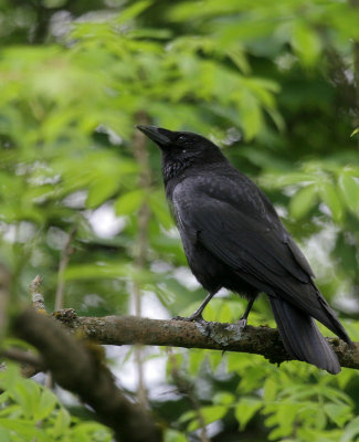 Rabe / Northern Raven