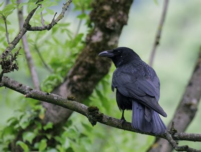 Rabe / Northern Raven