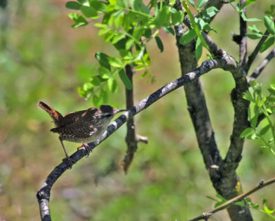 Zaunknig / Winter Wren