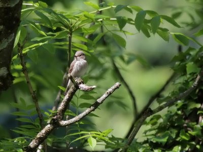 Grauschnpper / Spotted Flycatcher