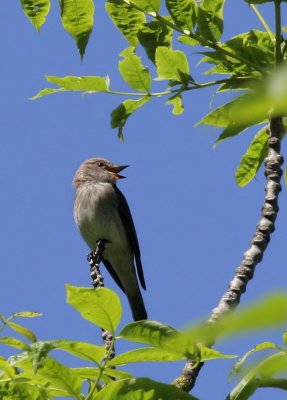 Grauschnpper / Spotted Flycatcher