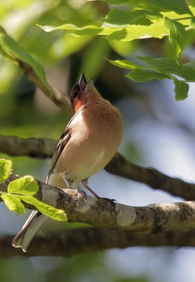 Buchfink / Common Chaffinch