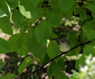 Grauschnpper / Spotted Flycatcher