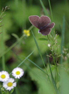 Brauner Waldvogel