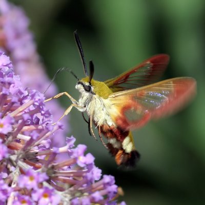 Hummelschwrmer / broad-bordered bee hawkmoth 