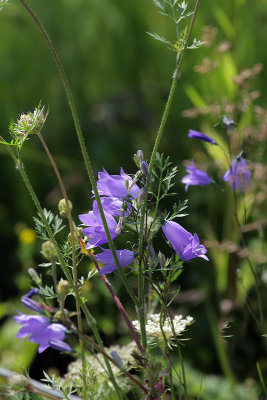 Glockenblumen
