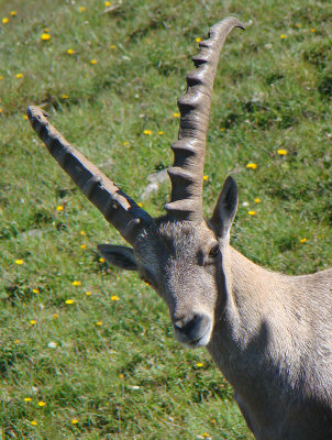 Steinbock