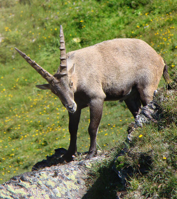 Steinbock