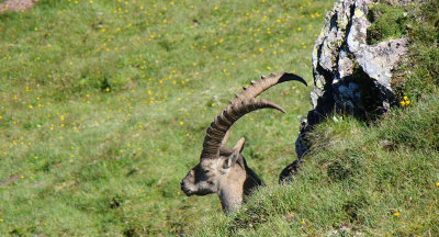 Steinbock