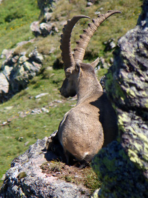 Steinbock