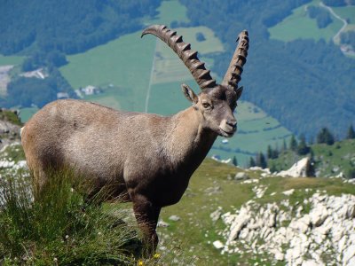 Steinbock