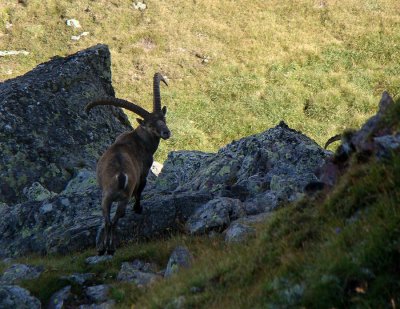 Steinbock