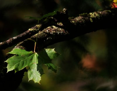 der Herbst kommt...