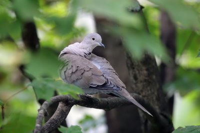 Trkentaube / Eurasian Collared Dove