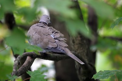 Trkentaube / Eurasian Collared Dove