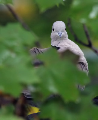 Trkentaube / Eurasian Collared Dove