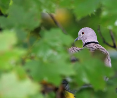 Trkentaube / Eurasian Collared Dove