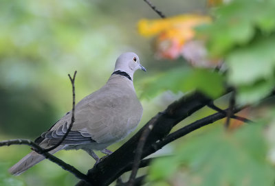 Trkentauben / Eurasian Collared Dove