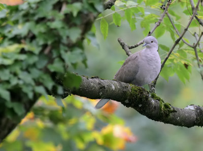 Trkentaube / Eurasian Collared Dove