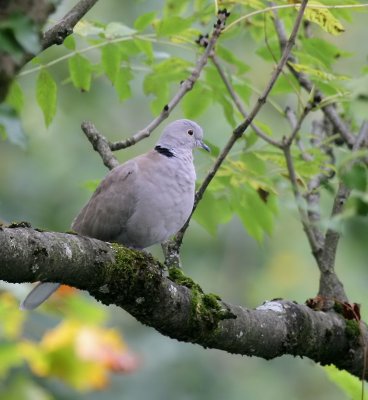 Trkentaube / Eurasian Collared Dove